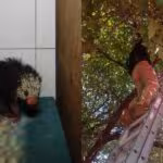 Rescatan-a-puercoespin-atrapado-en-la-copa-de-un-arbol-en-la-Venustiano-Carranza