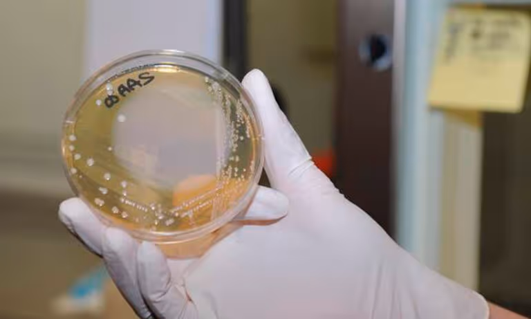 BACTERIA
