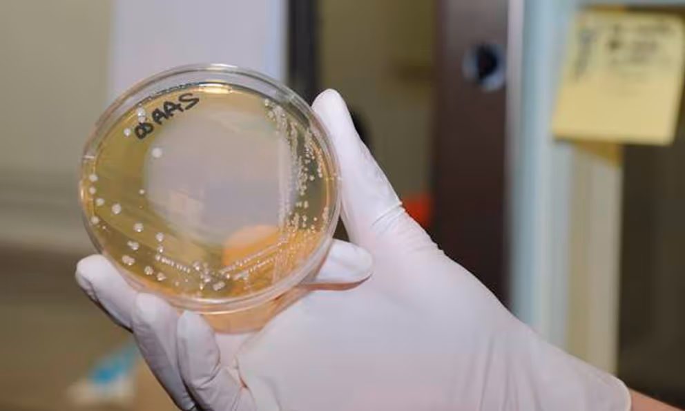BACTERIA