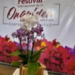 presentan-festival-internacional-de-la-orquidea-en-coatepec-2024-474551