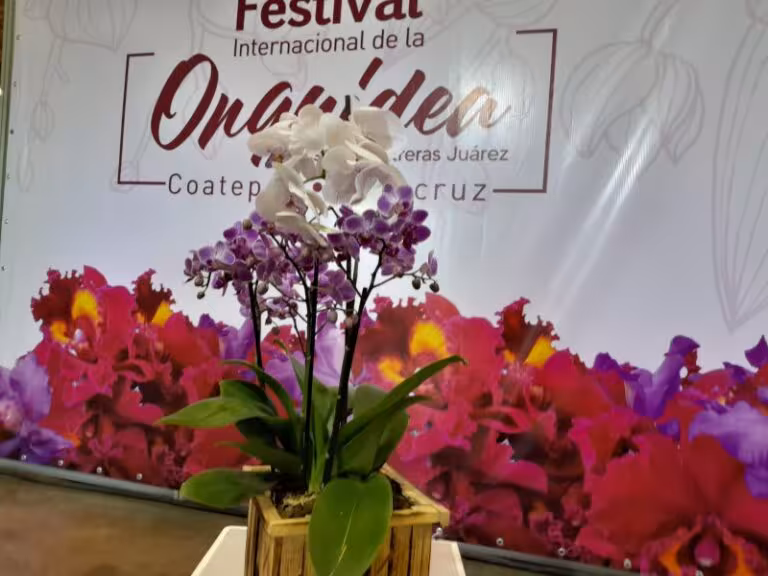 presentan-festival-internacional-de-la-orquidea-en-coatepec-2024-474551