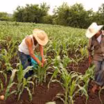 Agronomos