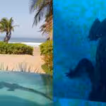 Cocodrilo-en-Zihuatanejo