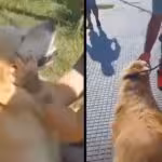 tobias-perrito-carniceria