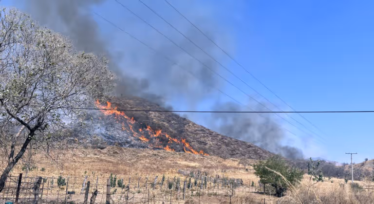 Está deforestado el 70% de la zona Sierra Costa de Michoacán; este año se han perdido 9 mil hectáreas por incendios en Coalcomán