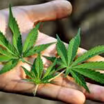 la-mariguana