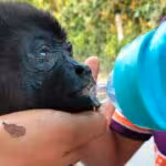 semarnat-implementa-rescate-de-monos-en-tabasco-y-chiapas-por-ola-de-calor