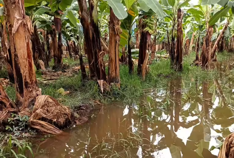 Agricultores-de-chiapas