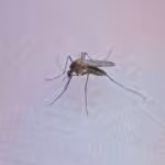 en-las-ultimas-tres-semanas-crecen-128-casos-de-dengue-en-edomex