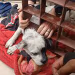 perrito-atrapado-Cuajimalpa