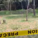 perrito-muerto-Bosque-Nativitas