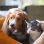 perro_y_gato_2