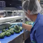 sader-aguacate-supervisara-eu