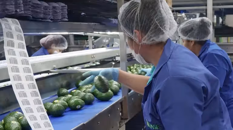sader-aguacate-supervisara-eu