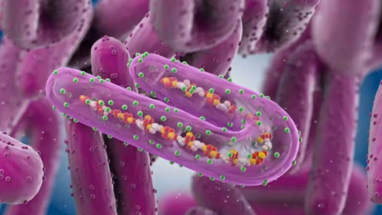 Virus-de-Marburgo