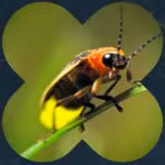 imgNota1037