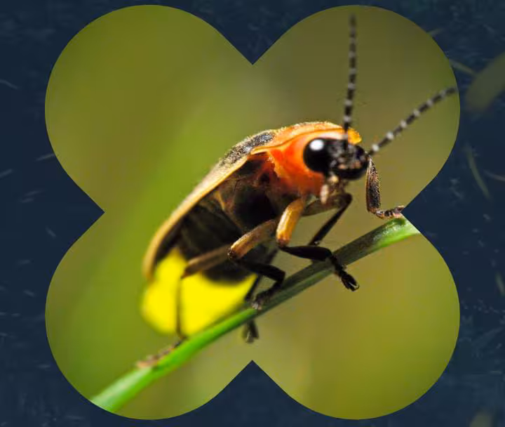 imgNota1037