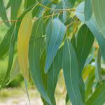 imgNota1130