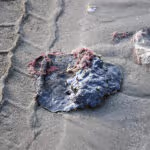 México recoge 128 toneladas de residuos y da ayuda para afectados por derrame en el Golfo