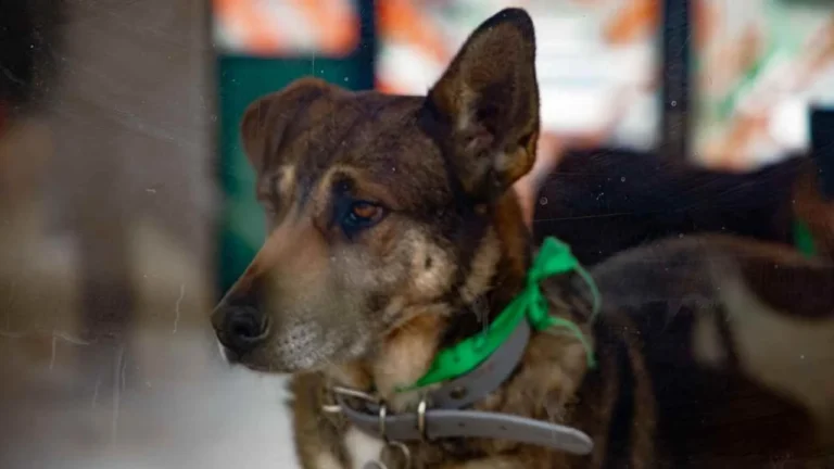 14ecb526d1c84753869e5728df79d927