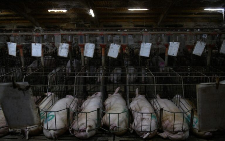 29bc6310616a4afa939f84d7c002d6b5