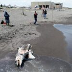 505caab316e6431ea119f4854c4875fe