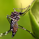 Acumula BCS 700 casos de dengue