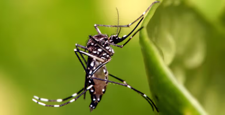 Acumula BCS 700 casos de dengue