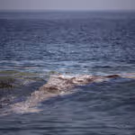 Greenpeace: mancha de crudo en el golfo de México tiene "impacto severo" en el ecosistema