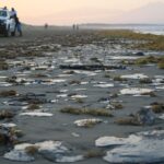 dde41637863a471bb9a69f3a5f213561