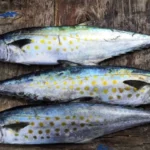 002508b91d5147a3a4b7f0c2e2e2c50a