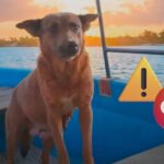 680bf90a7d9f4497bc8f2774fd24e370