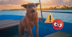 680bf90a7d9f4497bc8f2774fd24e370