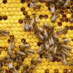 c49365f1dca241c3822707aff5ff05b8